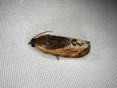 Cryptophlebia ombrodelta