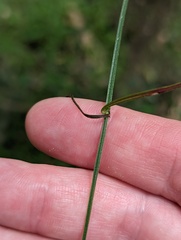 Asperula geminifolia