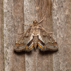 Parapoynx obscuralis
