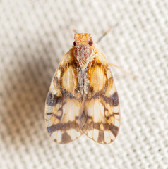 Bothriocera
