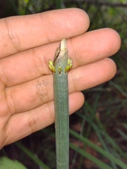 Equisetum myriochaetum