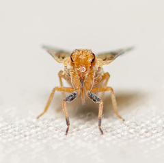Bothriocera