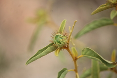 Solanum houstonii