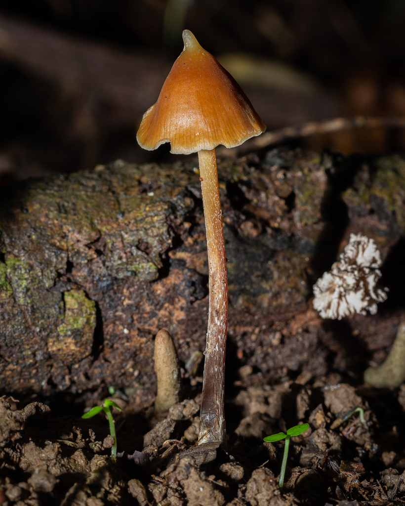 Psilocybe hoogshagenii · October 2022 · photo: © deniszabin (iNaturalist, cc-by)
