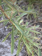 Stevia viscida