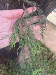 Cupressus torulosa