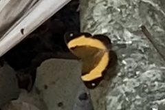 Cupha prosope