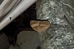 Cupha prosope