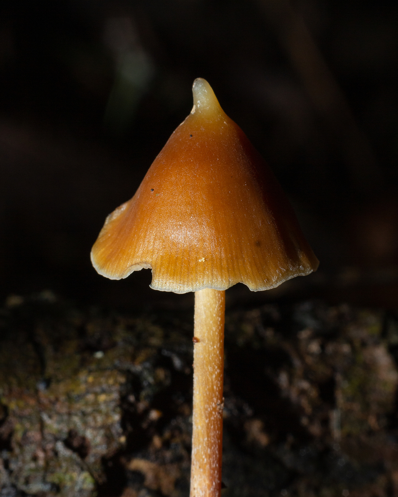 Psilocybe hoogshagenii