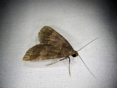 Hydrillodes lentalis