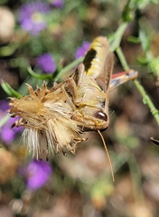 Melanoplus yarrowii