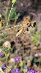 Melanoplus yarrowii