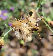 Melanoplus yarrowii
