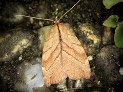 Macrochthonia fervens
