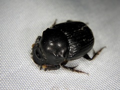Onthophagus lenzii