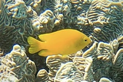 Pomacentrus moluccensis