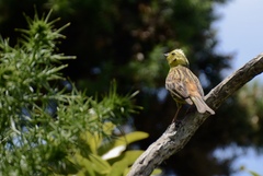Emberiza citrinella caliginosa
