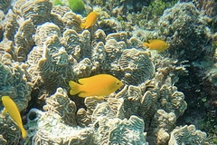 Pomacentrus moluccensis