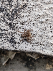 Plexippus paykulli