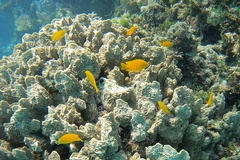 Pomacentrus moluccensis