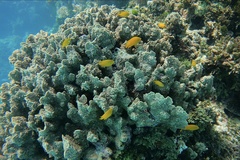 Pomacentrus moluccensis