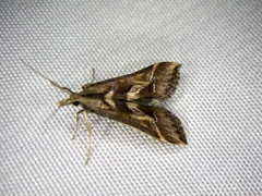 Diasemia accalis