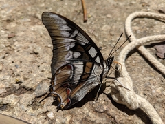Polyura cognatus