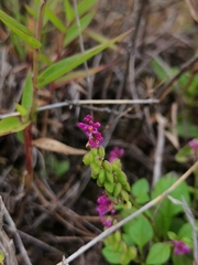 Polygala tatarinowii