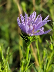 Symphyotrichum robynsianum