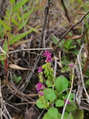Polygala tatarinowii