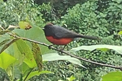 Myioborus miniatus