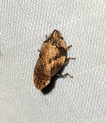 Lepyronia quadrangularis