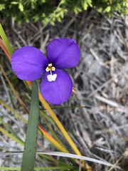 Patersonia occidentalis