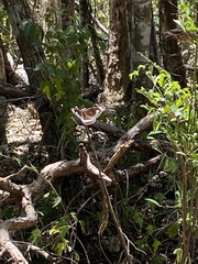 Euploea core corinna
