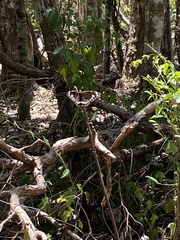 Euploea core corinna