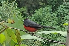 Myioborus miniatus