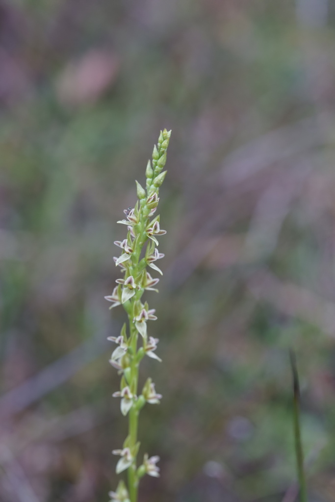 Prasophyllum spadiceum