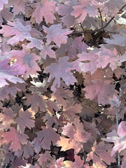 Acer grandidentatum