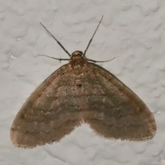 Operophtera