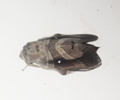 Lebeda nobilis