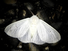 Arctornis kumatai
