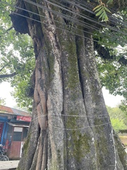 Ficus religiosa