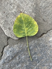 Ficus religiosa