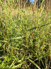 Symphyotrichum robynsianum