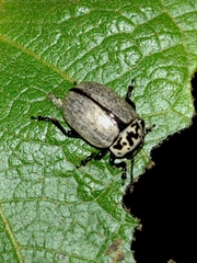Leptinotarsa undecimlineata