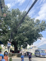 Ficus religiosa
