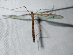 Tricyphona