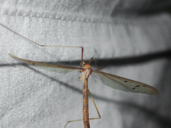 Tricyphona