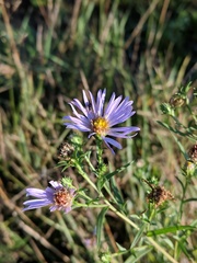 Symphyotrichum robynsianum