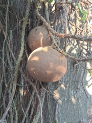Couroupita guianensis